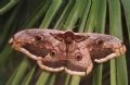 Saturnia pyri